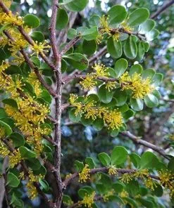 Future Forests Azara Microphylla