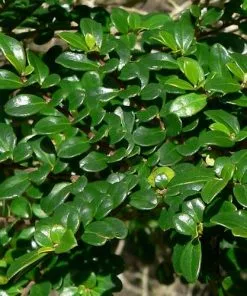Future Forests Azara Microphylla