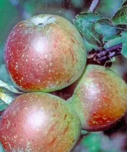 Future Forests Apple Ballinora Pippin Fruit