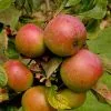 Future Forests Apple Ballinora Pippin Fruit 1 Future Forests Apple Ballinora Pippin Fruit