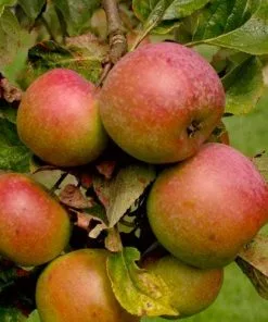 Future Forests Apple Ballinora Pippin Fruit