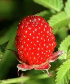 Future Forests Balloon Berry - Rubus Illecebrosus