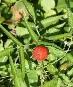 Future Forests Balloon Berry - Rubus Illecebrosus