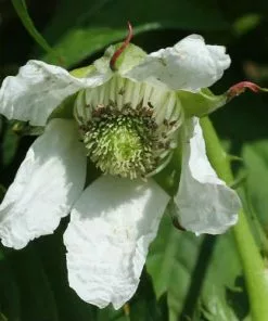 Future Forests Balloon Berry - Rubus Illecebrosus