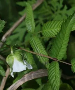 Future Forests Balloon Berry - Rubus Illecebrosus