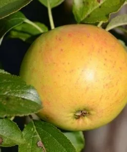 Future Forests Apple Ballyvaughan Seedling