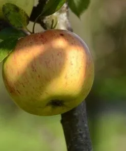 Future Forests Apple Ballyvaughan Seedling