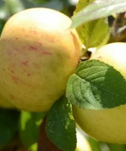 Future Forests Apple Ballyvaughan Seedling 13 Future Forests Apple Ballyvaughan Seedling