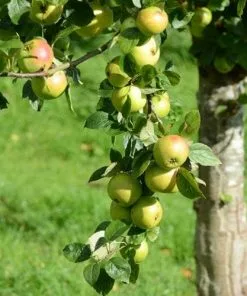 Future Forests Apple Ballyvaughan Seedling 12 Future Forests Apple Ballyvaughan Seedling