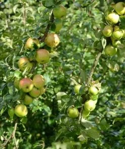 Future Forests Apple Ballyvaughan Seedling 16 Future Forests Apple Ballyvaughan Seedling