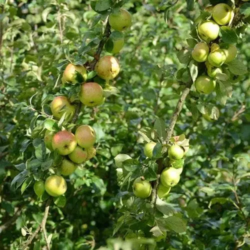 Future Forests Apple Ballyvaughan Seedling 9 Future Forests Apple Ballyvaughan Seedling