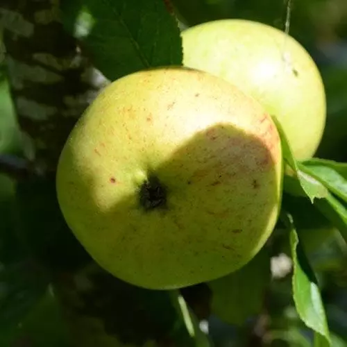Future Forests Apple Ballyvaughan Seedling 7 Future Forests Apple Ballyvaughan Seedling