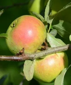 Future Forests Apple Ballyvaughan Seedling 15 Future Forests Apple Ballyvaughan Seedling
