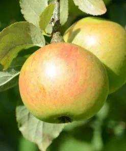 Future Forests Apple Ballyvaughan Seedling 17 Future Forests Apple Ballyvaughan Seedling