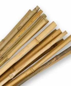 Future Forests Bamboo Canes