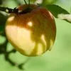 Future Forests Fruit Apple Bardsey 1 Future Forests Fruit Apple Bardsey