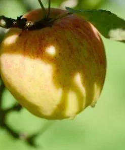 Future Forests Fruit Apple Bardsey