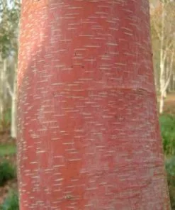 Future Forests Trees Betula Albosinensis China Rose