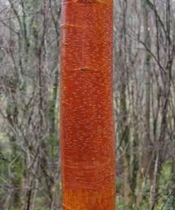 Future Forests Trees Betula Albosinensis China Rose