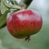 Future Forests Fruit Apple Ben's Red 2 Future Forests Fruit Apple Ben's Red