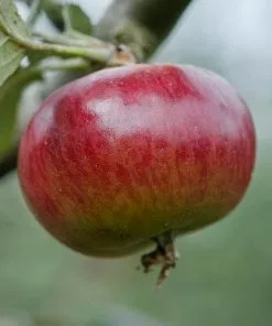 Future Forests Fruit Apple Ben's Red