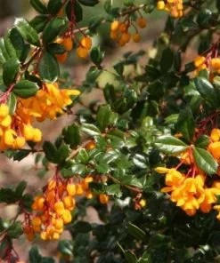 Future Forests Berberis Darwinii Hedging