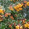 Future Forests Berberis Darwinii Hedging