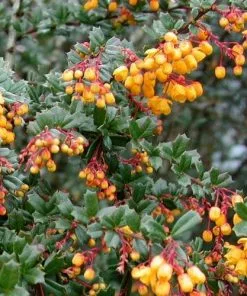 Future Forests Berberis Darwinii Hedging