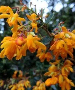 Future Forests Berberis Darwinii Compacta