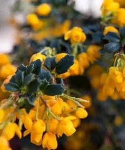 Future Forests Berberis Darwinii Compacta