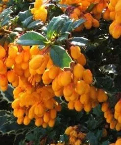 Future Forests Berberis Darwinii Compacta