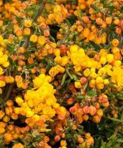 Future Forests Berberis Darwinii Compacta