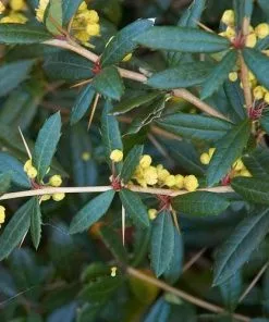 Future Forests Berberis Julianae