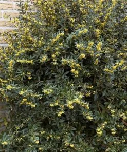 Future Forests Berberis Julianae