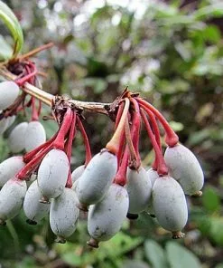 Future Forests Berberis Julianae 8 Future Forests Berberis Julianae