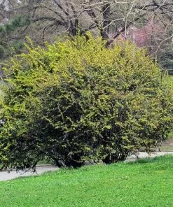 Future Forests Berberis Julianae 9 Future Forests Berberis Julianae