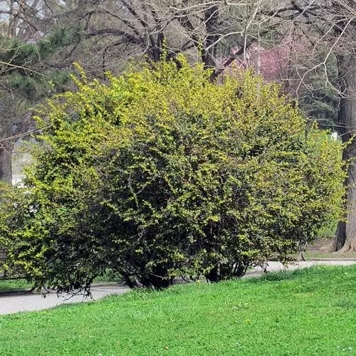 Future Forests Berberis Julianae 6 Future Forests Berberis Julianae