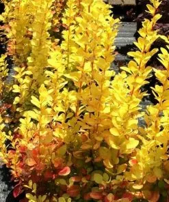 Future Forests Berberis Thunbergii Maria Shrubs