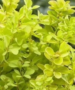 Future Forests Berberis Thunbergii Maria Shrubs