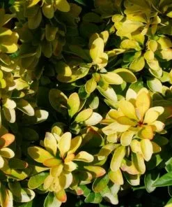 Future Forests Berberis Thunbergii Maria Shrubs