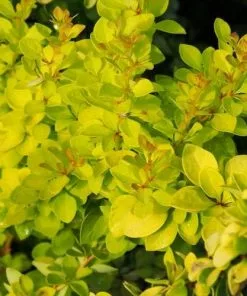 Future Forests Berberis Thunbergii Maria Shrubs