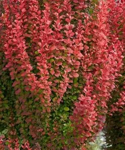 Future Forests Berberis Thunbergii Orange Rocket