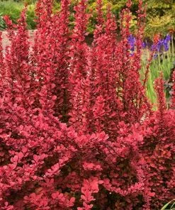 Future Forests Berberis Thunbergii Orange Rocket