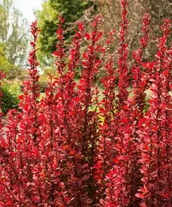 Future Forests Berberis Thunbergii Orange Rocket 8 Future Forests Berberis Thunbergii Orange Rocket