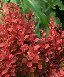 Future Forests Berberis Thunbergii Orange Rocket 9 Future Forests Berberis Thunbergii Orange Rocket