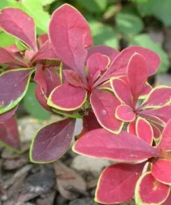 Future Forests Berberis Thunbergii Coronita Hedging