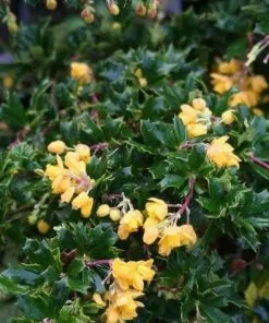 Future Forests Berberis Darwinii Nana