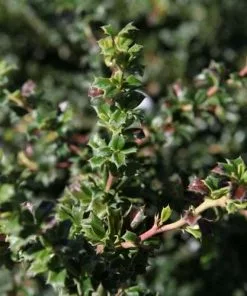 Future Forests Berberis Darwinii Nana