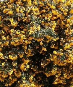 Future Forests Berberis Darwinii Nana