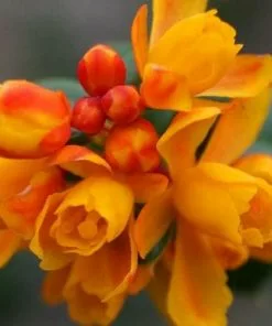 Future Forests Berberis Lologensis Mystery Fire Shrubs